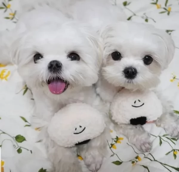 Disponibili Maltese di razza pura | Foto 3