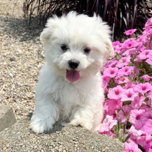 Disponibili Maltese di razza pura | Foto 6