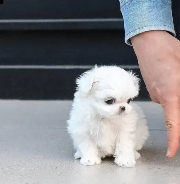 Disponibili Maltese di razza pura | Foto 1