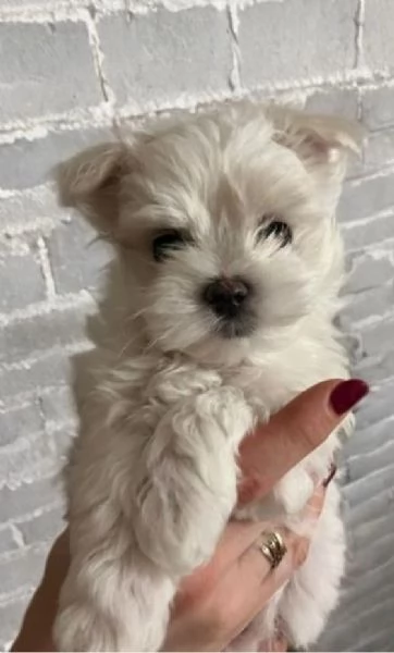 Disponibili Maltese di razza pura | Foto 2