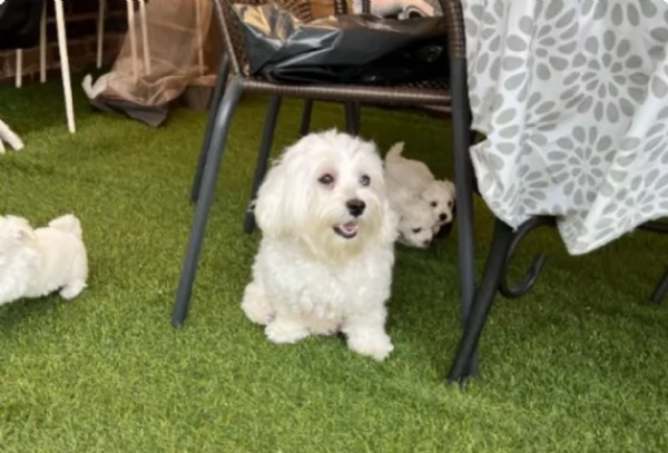 Disponibili Maltese di razza pura