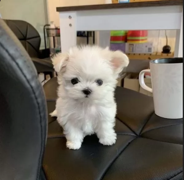 Disponibili Maltese di razza pura | Foto 5