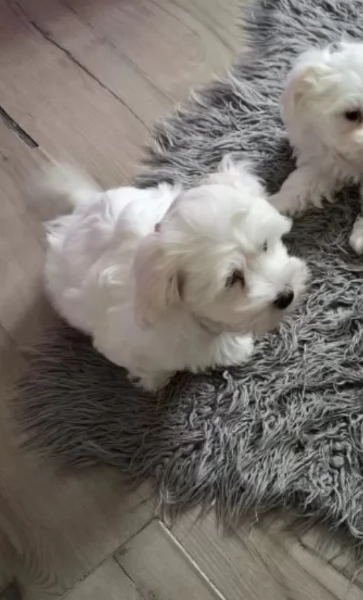 Regalo cuccioli Volpini Maltese disposizione | Foto 3