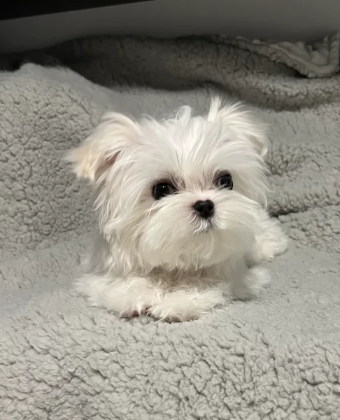  Regalo cuccioli Volpini Maltese disposizione | Foto 6