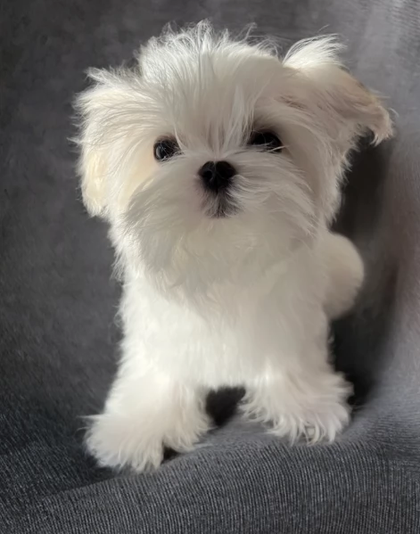  Regalo cuccioli Volpini Maltese disposizione | Foto 2