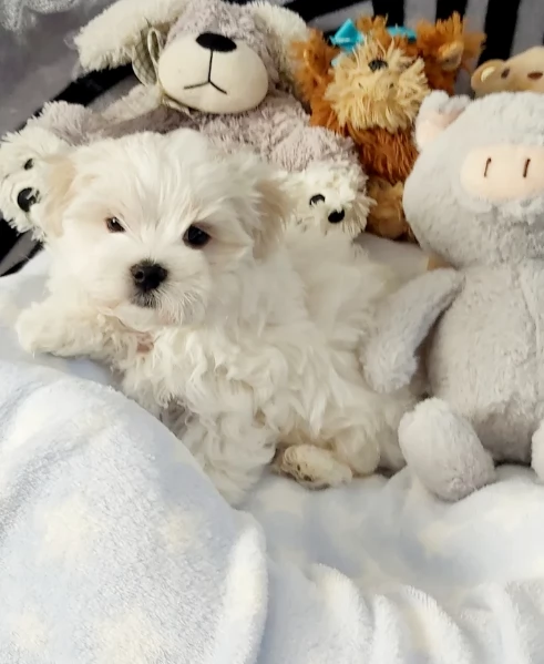  Regalo cuccioli Volpini Maltese disposizione | Foto 0