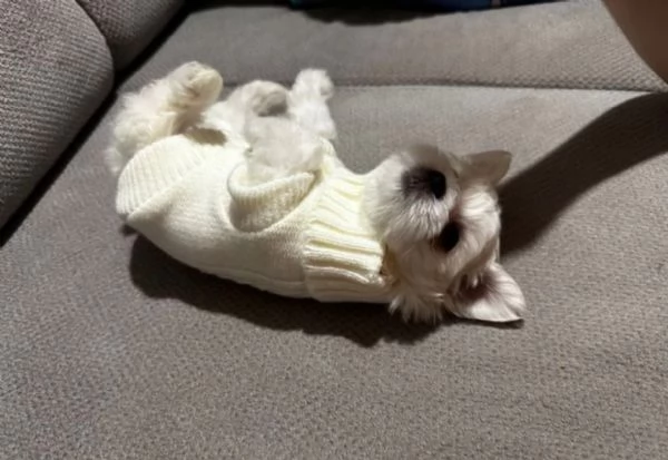  Regalo cuccioli Volpini Maltese disposizione | Foto 1