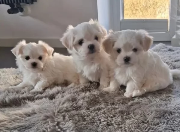  Regalo cuccioli Volpini Maltese disposizione | Foto 1