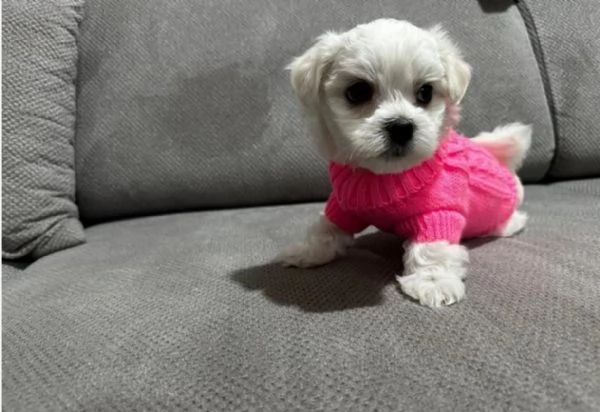  Regalo cuccioli Volpini Maltese disposizione | Foto 5