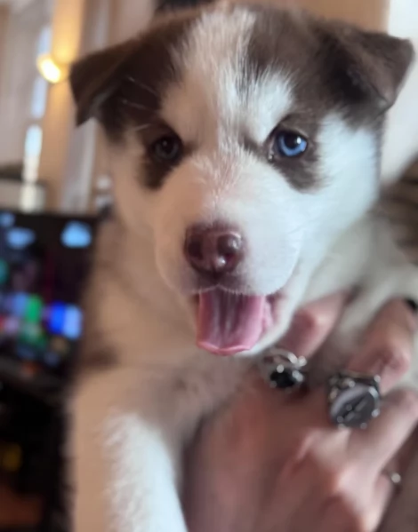 meraviglioso cucciolo di siberian Husky per adozione | Foto 3