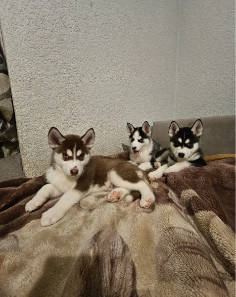 meraviglioso cucciolo di siberian Husky per adozione