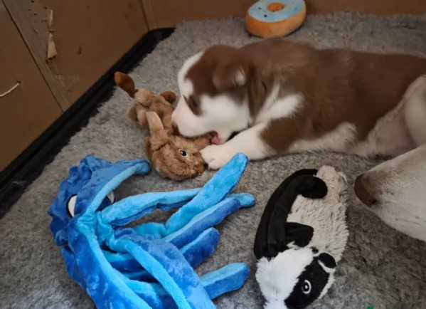 meraviglioso cucciolo di siberian Husky per adozione | Foto 1