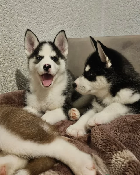 meraviglioso cucciolo di siberian Husky per adozione | Foto 5