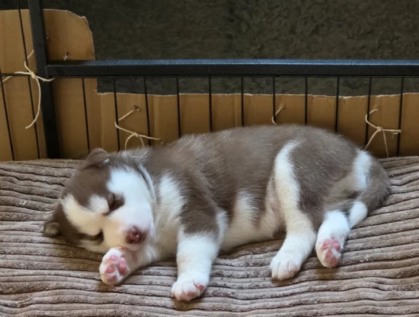 meraviglioso cucciolo di siberian Husky per adozione | Foto 2
