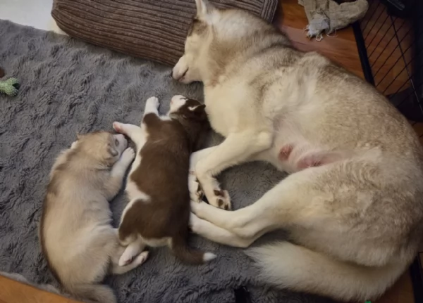 meraviglioso cucciolo di siberian Husky per adozione | Foto 3