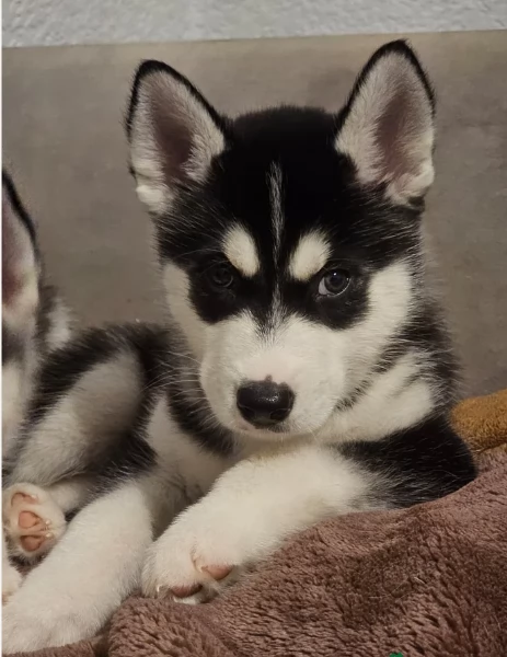meraviglioso cucciolo di siberian Husky per adozione | Foto 2