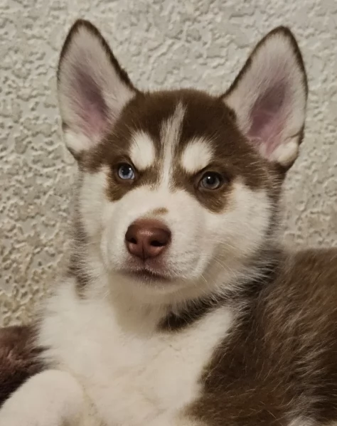 meraviglioso cucciolo di siberian Husky per adozione | Foto 1
