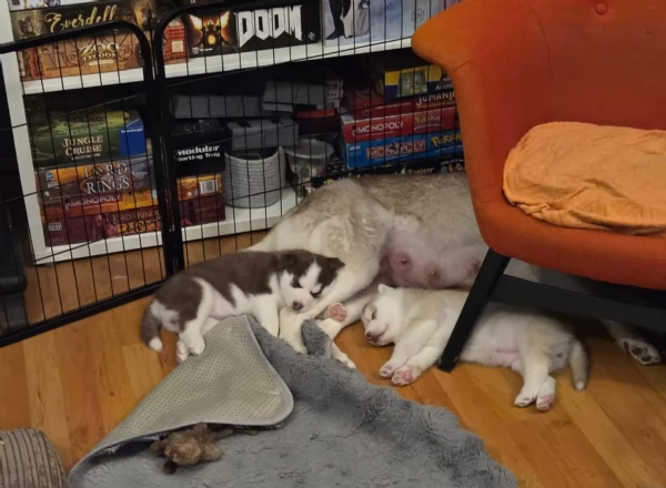 meraviglioso cucciolo di siberian Husky per adozione | Foto 0