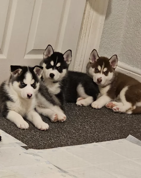 meraviglioso cucciolo di siberian Husky per adozione | Foto 3