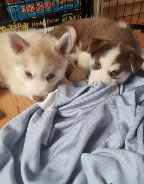 meraviglioso cucciolo di siberian Husky per adozione | Foto 1