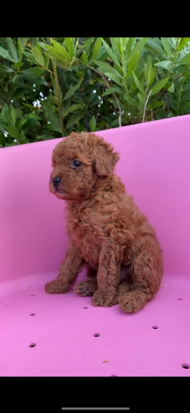 barboncino nano | Foto 2