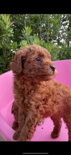 barboncino nano | Foto 1