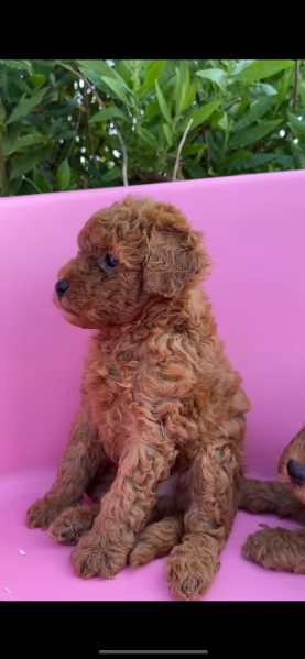 barboncino nano | Foto 0