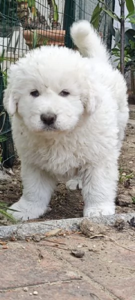 4 cuccioli pastore abruzzesi 