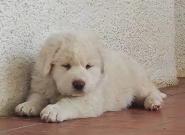4 cuccioli pastore abruzzesi  | Foto 3