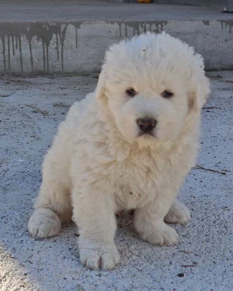 4 cuccioli pastore abruzzesi  | Foto 2