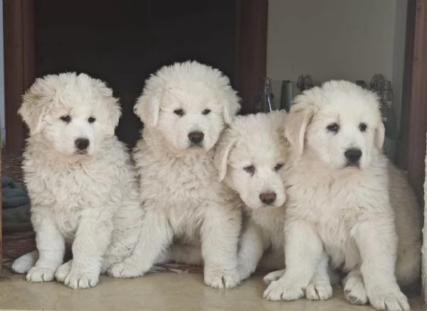 4 cuccioli pastore abruzzesi  | Foto 1