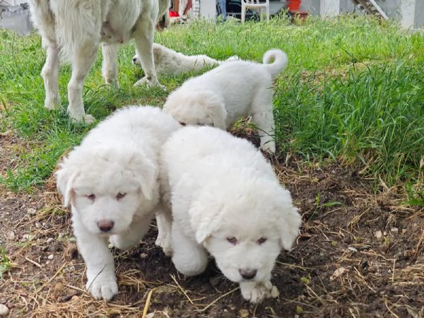 4 cuccioli pastore abruzzesi  | Foto 0