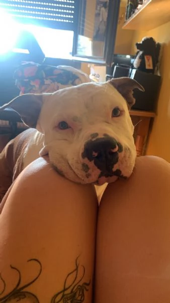 Regalo cane | Foto 2