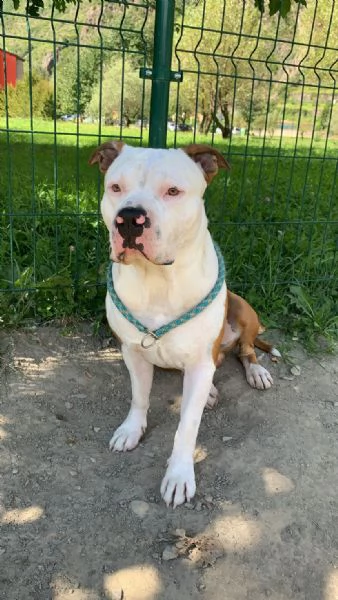 Regalo cane | Foto 1