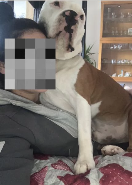 Regalo cane | Foto 0