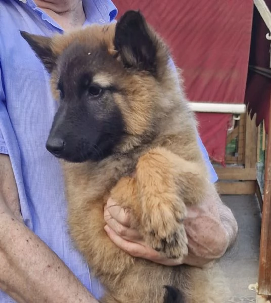 Cuccioli Pastore belga 