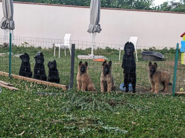 Cuccioli Pastore belga  | Foto 6