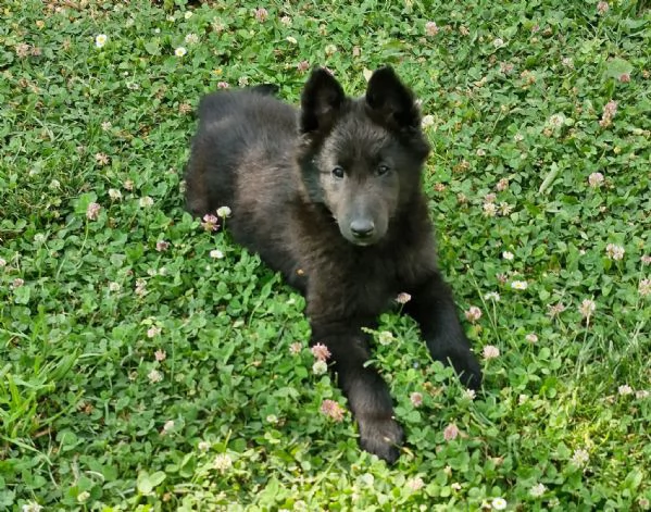 Cuccioli Pastore belga  | Foto 4
