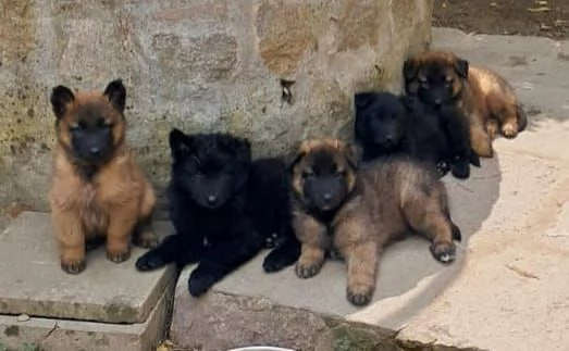 Cuccioli Pastore belga  | Foto 3
