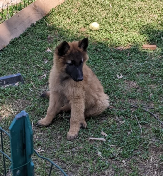 Cuccioli Pastore belga  | Foto 2