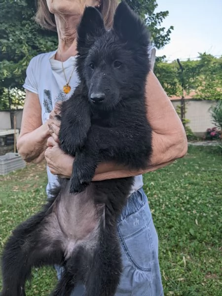 Cuccioli Pastore belga  | Foto 1