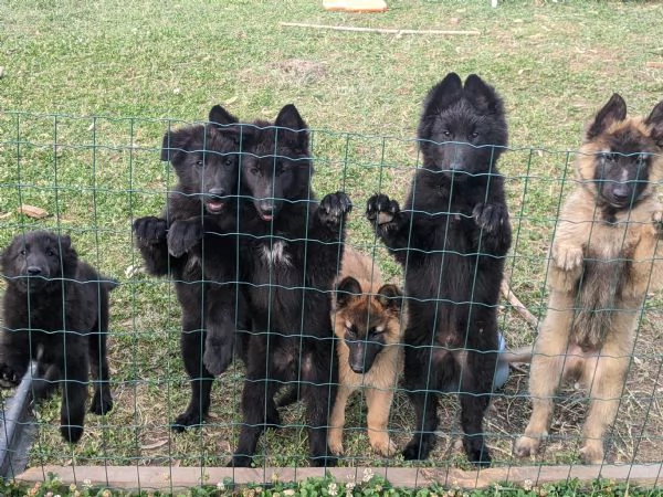 Cuccioli Pastore belga  | Foto 0