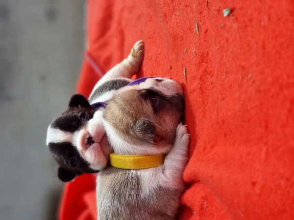 Cuccioli di bulldog francese con pedigree enci 
