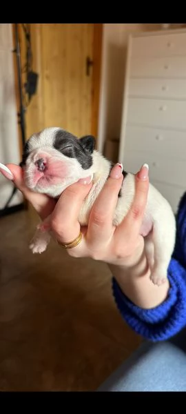 Cuccioli di bulldog francese con pedigree enci  | Foto 0