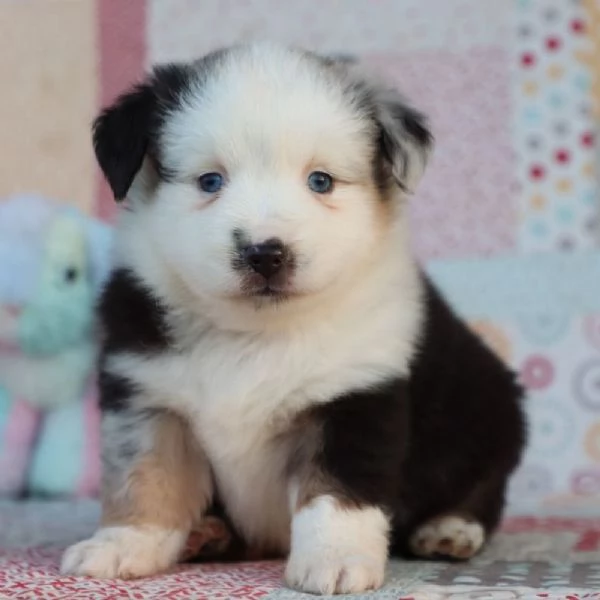 REGALO  Australian Shepherd  | Foto 0