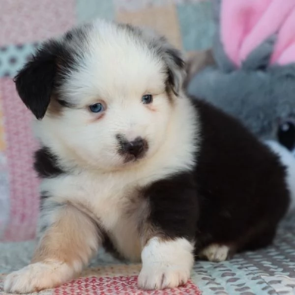 REGALO  Australian Shepherd 