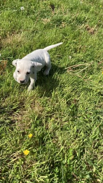 REGALO DALMATA | Foto 0