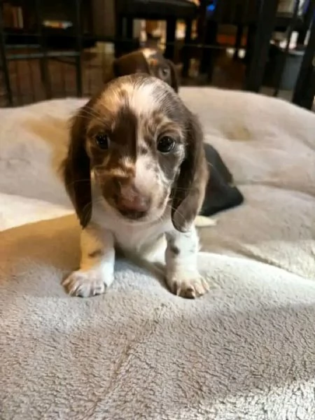 REGALO Bassotto  | Foto 0