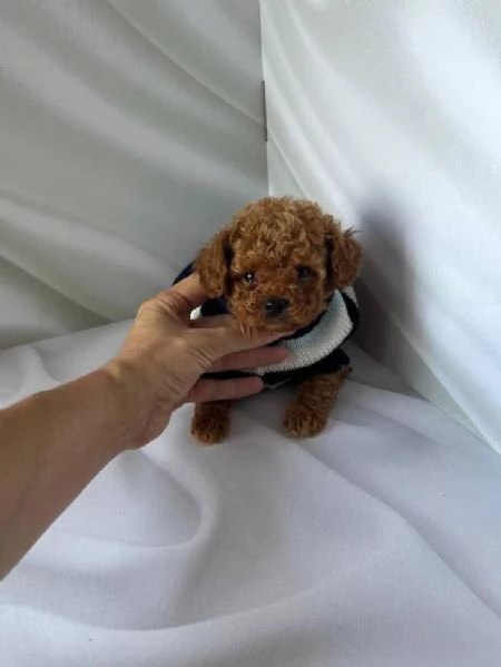 REGALO Barboncino  | Foto 0