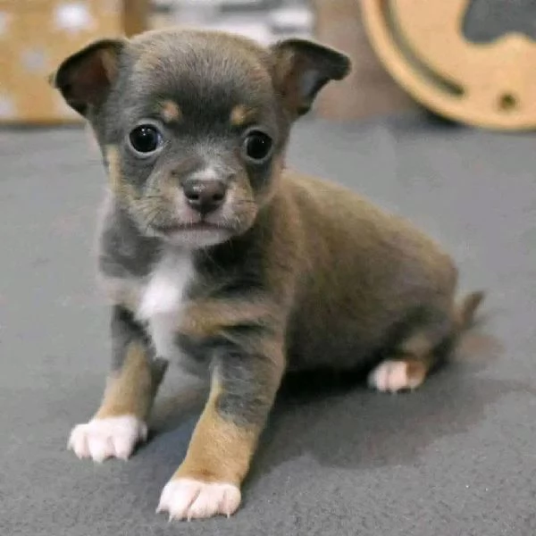 REGALO Chihuahua  | Foto 0